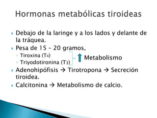    Debajo de la laringe y a los lados y delante de
    la tráquea.
   Pesa de 15 – 20 gramos,
    ◦ Tiroxina (T4)
                             Metabolismo
    ◦ Triyodotironina (T3)
   Adenohipófisis  Tirotropona  Secreción
    tiroidea.
   Calcitonina  Metabolismo de calcio.
 