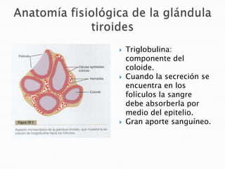    Triglobulina:
    componente del
    coloide.
   Cuando la secreción se
    encuentra en los
    folículos la sangre
    debe absorberla por
    medio del epitelio.
   Gran aporte sanguíneo.
 
