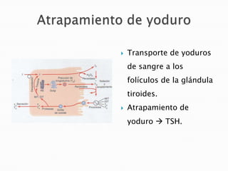    Transporte de yoduros
    de sangre a los
    folículos de la glándula
    tiroides.
   Atrapamiento de
    yoduro  TSH.
 