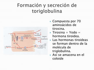    Compuesta por 70
    aminoácidos de
    tirosina.
   Tirosina + Yodo =
    hormona tiroidea.
   Las hormonas tiroideas
    se forman dentro de la
    molécula de
    triglobulina.
   Así se amacena en el
    coloide
 