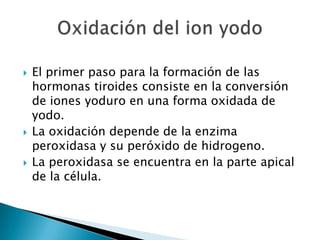    El primer paso para la formación de las
    hormonas tiroides consiste en la conversión
    de iones yoduro en una forma oxidada de
    yodo.
   La oxidación depende de la enzima
    peroxidasa y su peróxido de hidrogeno.
   La peroxidasa se encuentra en la parte apical
    de la célula.
 