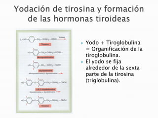    Yodo + Tiroglobulina
    = Organificación de la
    tiroglobulina.
   El yodo se fija
    alrededor de la sexta
    parte de la tirosina
    (triglobulina).
 