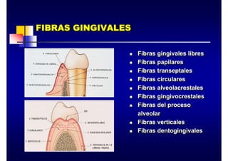 FIBRAS GINGIVALES
FIBRAS GINGIVALES
FIBRAS GINGIVALES
„ Fibras gingivales libres
„ Fibras papilares
„ Fibras transeptales
„ Fibras circulares
„ Fibras alveolacrestales
„ Fibras gingivocrestales
„ Fibras del proceso
alveolar
„ Fibras verticales
„ Fibras dentogingivales
„ Fibras gingivales libres
„ Fibras papilares
„ Fibras transeptales
„ Fibras circulares
„ Fibras alveolacrestales
„ Fibras gingivocrestales
„ Fibras del proceso
alveolar
„ Fibras verticales
„ Fibras dentogingivales
 