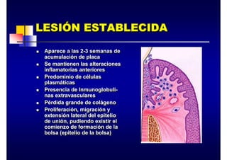 LESIÓN ESTABLECIDA
LESI
LESIÓ
ÓN ESTABLECIDA
N ESTABLECIDA
„ Aparece a las 2-3 semanas de
acumulación de placa
„ Se mantienen las alteraciones
inflamatorias anteriores
„ Predominio de células
plasmáticas
„ Presencia de Inmunoglobuli-
nas extravasculares
„ Pérdida grande de colágeno
„ Proliferación, migración y
extensión lateral del epitelio
de unión, pudiendo existir el
comienzo de formación de la
bolsa (epitelio de la bolsa)
„ Aparece a las 2-3 semanas de
acumulación de placa
„ Se mantienen las alteraciones
inflamatorias anteriores
„ Predominio de células
plasmáticas
„ Presencia de Inmunoglobuli-
nas extravasculares
„ Pérdida grande de colágeno
„ Proliferación, migración y
extensión lateral del epitelio
de unión, pudiendo existir el
comienzo de formación de la
bolsa (epitelio de la bolsa)
 
