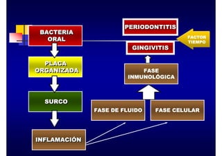 FASE DE FLUIDO
BACTERIA
ORAL
BACTERIA
ORAL
PLACA
ORGANIZADA
PLACA
ORGANIZADA
SURCO
SURCO
INFLAMACIÓN
INFLAMACIÓN
FASE CELULAR
FASE
INMUNOLÓGICA
PERIODONTITIS
PERIODONTITIS
GINGIVITIS
GINGIVITIS
FACTOR
TIEMPO
 