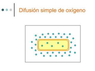 Difusión simple de oxígeno
 