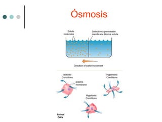 Ósmosis
 