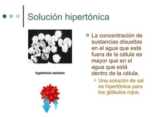 Solución hipertónica
                 La concentración de
                  sustancias disueltas
                  en el agua que está
                  fuera de la célula es
                  mayor que en el
                  agua que está
                  dentro de la célula.
                   Una  solución de sal
                    es hipertónica para
                    los glóbulos rojos.
 