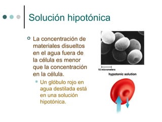 Solución hipotónica
   La concentración de
    materiales disueltos
    en el agua fuera de
    la célula es menor
    que la concentración
    en la célula.
     Un glóbulo rojo en
      agua destilada está
      en una solución
      hipotónica.
 