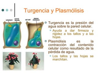 Turgencia y Plasmólisis
          Turgencia es la presión del
           agua sobre la pared celular.
            Ayuda    a dar firmeza y
             rigidez a los tallos y a las
             hojas.
          Plasmólisis      es       la
           contracción del contenido
           celular como resultado de la
           pérdida de agua.
            Los tallos y las hojas se
             marchitan.
 