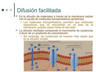 Difusión facilitada
   Es la difusión de materiales a través de la membrana celular
    con la ayuda de moléculas transportadoras (proteínas).
      Las moléculas transportadoras permiten que moléculas
        específicas, que se encuentran en un lado de la
        membrana, puedan pasar hasta el otro lado.
   La difusión facilitada comprende el movimiento de sustancias
    a favor de un gradiente de concentración.
      Sin embargo, las sustancias se mueven más rápido que
        en la difusión simple.
 