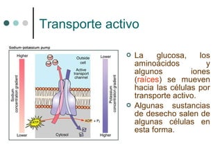 Transporte activo

                 La     glucosa,    los
                  aminoácidos          y
                  algunos         iones
                  (raíces) se mueven
                  hacia las células por
                  transporte activo.
                 Algunas sustancias
                  de desecho salen de
                  algunas células en
                  esta forma.
 