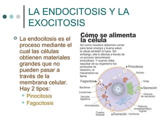 LA ENDOCITOSIS Y LA
       EXOCITOSIS
   La endocitosis es el
    proceso mediante el
    cual las células
    obtienen materiales
    grandes que no
    pueden pasar a
    través de la
    membrana celular.
    Hay 2 tipos:
     Pinocitosis
     Fagocitosis
 