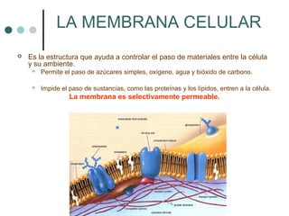 LA MEMBRANA CELULAR
   Es la estructura que ayuda a controlar el paso de materiales entre la célula
    y su ambiente.
        Permite el paso de azúcares simples, oxígeno, agua y bióxido de carbono.

        Impide el paso de sustancias, como las proteínas y los lípidos, entren a la célula.
                   La membrana es selectivamente permeable.
 