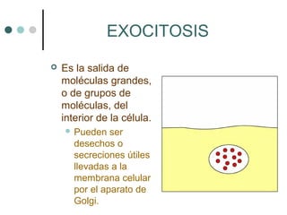 EXOCITOSIS
   Es la salida de
    moléculas grandes,
    o de grupos de
    moléculas, del
    interior de la célula.
     Pueden    ser
       desechos o
       secreciones útiles
       llevadas a la
       membrana celular
       por el aparato de
       Golgi.
 