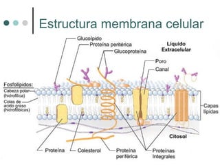Estructura membrana celular
 