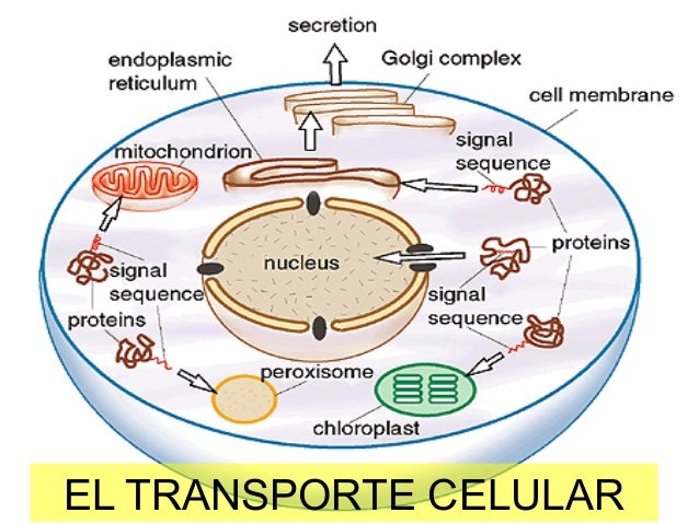 Resultado de imagen para transporte celular