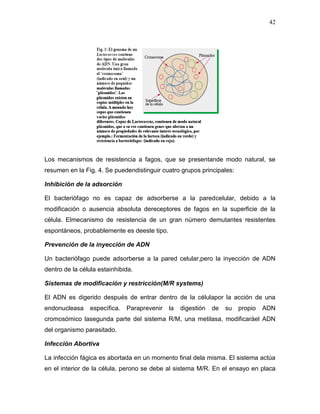 42




Los mecanismos de resistencia a fagos, que se presentande modo natural, se
resumen en la Fig. 4. Se puedendistinguir cuatro grupos principales:

Inhibición de la adsorción

El bacteriófago no es capaz de adsorberse a la paredcelular, debido a la
modificación o ausencia absoluta dereceptores de fagos en la superficie de la
célula. Elmecanismo de resistencia de un gran número demutantes resistentes
espontáneos, probablemente es deeste tipo.

Prevención de la inyección de ADN

Un bacteriófago puede adsorberse a la pared celular,pero la inyección de ADN
dentro de la célula estainhibida.

Sistemas de modificación y restricción(M/R systems)

El ADN es digerido después de entrar dentro de la célulapor la acción de una
endonucleasa     específica.   Paraprevenir   la   digestión   de   su   propio   ADN
cromosómico lasegunda parte del sistema R/M, una metilasa, modificaráel ADN
del organismo parasitado.

Infección Abortiva

La infección fágica es abortada en un momento final dela misma. El sistema actúa
en el interior de la célula, perono se debe al sistema M/R. En el ensayo en placa
 