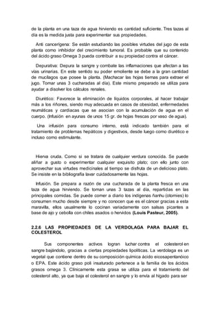 de la planta en una taza de agua hirviendo es cantidad suficiente. Tres tazas al
día es la medida justa para experimentar sus propiedades.
Anti cancerígena: Se están estudiando las posibles virtudes del jugo de esta
planta como inhibidor del crecimiento tumoral. Es probable que su contenido
del ácido graso Omega 3 pueda contribuir a su propiedad contra el cáncer.
Depurativa: Depura la sangre y combate las inflamaciones que afectan a las
vías urinarias. En este sentido su poder emoliente se debe a la gran cantidad
de mucílagos que posee la planta. (Machacar las hojas tiernas para extraer el
jugo. Tomar unas 3 cucharadas al día). Este mismo preparado se utiliza para
ayudar a disolver los cálculos renales.
Diurético: Favorece la eliminación de líquidos corporales, al hacer trabajar
más a los riñones, siendo muy adecuada en casos de obesidad, enfermedades
reumáticas y cardiacas que se asocian con la acumulación de agua en el
cuerpo. (Infusión en ayunas de unos 15 gr. de hojas frescas por vaso de agua).
Una infusión para consumo interno, está indicado también para el
tratamiento de problemas hepáticos y digestivos, desde luego como diurético e
incluso como estimulante.
Hierva cruda. Como si se tratara de cualquier verdura conocida. Se puede
aliñar a gusto o experimentar cualquier exquisito plato; con ello junto con
aprovechar sus virtudes medicinales al tiempo se disfruta de un delicioso plato.
Se insiste en la bibliografía lavar cuidadosamente las hojas.
Infusión. Se prepara a razón de una cucharada de la planta fresca en una
taza de agua hirviendo. Se toman unas 3 tazas al día, repartidas en las
principales comidas. Se puede comer a diario los indígenas ñanhu (otomies) lo
consumen mucho desde siempre y no conocen que es el cáncer gracias a esta
maravilla, ellos usualmente lo cocinan variadamente con salsas picantes a
base de ajo y cebolla con chiles asados o hervidos (Louis Pasteur, 2005).
2.2.6 LAS PROPIEDADES DE LA VERDOLAGA PARA BAJAR EL
COLESTEROL
Sus componentes activos logran luchar contra el colesterol en
sangre bajándolo, gracias a ciertas propiedades lipolíticas. La verdolaga es un
vegetal que contiene dentro de su composición química ácido eicosapentanóico
o EPA. Este ácido graso poli insaturado pertenece a la familia de los ácidos
grasos omega 3. Clínicamente esta grasa se utiliza para el tratamiento del
colesterol alto, ya que baja el colesterol en sangre y lo envía al hígado para ser
 