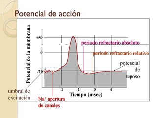 Potencial de acciónperiodo refractario absolutoPotencial de la membranaperiodo refractario relativopotencial de reposoumbral de excitaciónTiempo (msec)Na+ apertura de canales