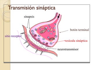 Transmisión sinápticasinapsisbotón terminal sitio receptorvesícula sinápticaneurotransmisor
