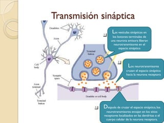 Transmisión sináptica©Prentice Hall, 1999Las vesículas sinápticas en los botones terminales de una neurona emisora liberan neurotransmisores en el espacio sinápticoLos neurotransmisores cruzan el espacio sináptico hacia la neurona receptoraDespués de cruzar el espacio sináptico, los neurotransmisores encajan en los sitios receptores localizados en las dendritas o el cuerpo celular de la neurona receptora.