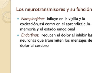 Los neurotransmisores y su funciónNorepinefrina:influye en la vigilia y la excitación, así como en el aprendizaje, la memoria y el estado emocionalEndorfinas:reducen el dolor al inhibir las neuronas que transmiten los mensajes de dolor al cerebro