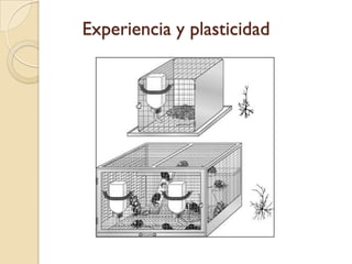 Experiencia y plasticidad