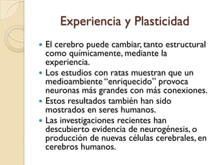 Experiencia y PlasticidadEl cerebropuedecambiar, tantoestructuralcomoquímicamente, mediante la experiencia. Los estudios con ratasmuestranque un medioambiente “enriquecido” provocaneuronasmásgrandes con másconexiones. Estosresultadostambiénhansidomostrados en sereshumanos. Las investigacionesrecienteshandescubiertoevidencia de neurogénesis, o producción de nuevascélulascerebrales, en cerebroshumanos.