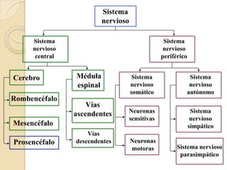 Sistema nerviosoSistema nervioso centralSistema nervioso periféricoMédula espinalCerebroSistema nervioso somáticoSistema nervioso autónomoRombencéfaloVías ascendentesNeuronas sensitivasSistema nervioso simpáticoMesencéfaloVías descendentesNeuronas motorasProsencéfaloSistema nervioso parasimpático