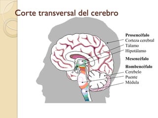 Corte transversal del cerebroProsencéfalo Corteza cerebral Tálamo      HipotálamoMesencéfaloRombencéfalo  Cerebelo      Puente                Médula