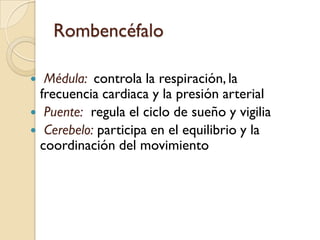 RombencéfaloMédula:controla la respiración, la frecuencia cardiaca y la presión arterialPuente:  regula el ciclo de sueño y vigiliaCerebelo: participa en el equilibrio y la coordinación del movimiento