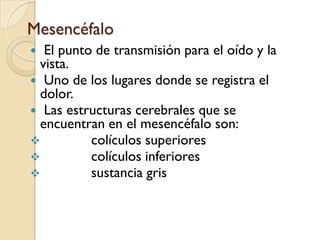 Mesencéfalo El punto de transmisión para el oído y la vista. Uno de los lugares donde se registra el dolor. Las estructuras cerebrales que se encuentran en el mesencéfalo son:colículossuperiores 