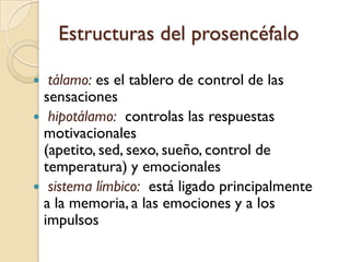sustancia grisEstructuras del prosencéfalo tálamo hipotálamo corteza cerebral