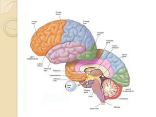 Estructuras del prosencéfalotálamo: es el tablero de control de las sensacioneshipotálamo:  controlas las respuestas motivacionales (apetito, sed, sexo, sueño, control de temperatura) y emocionalessistema límbico:  está ligado principalmente a la memoria, a las emociones y a los impulsos