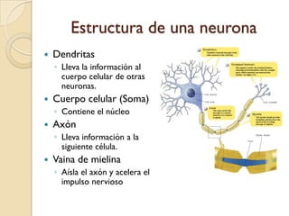 Estructura de una neuronaDendritasLleva la información al cuerpo celular de otras neuronas.Cuerpo celular (Soma)Contiene el núcleoAxónLleva información a la siguiente célula.Vaina de mielinaAísla el axón y acelera el impulso nervioso