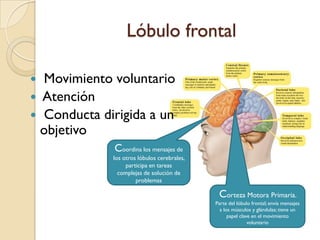 Estructuras en la corteza cerebralLóbulo frontalcorteza somatosensitivaprimariacorteza motora primariaLóbulo parietalLóbulo temporalLóbulo occipital
