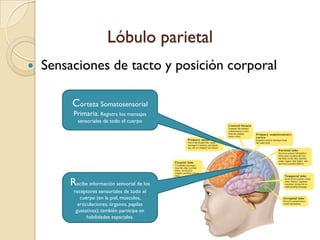 Lóbulo frontalMovimiento voluntarioAtenciónConducta dirigida a un objetivoCoordina los mensajes de los otros lóbulos cerebrales, participa en tareas complejas de solución de problemasCorteza Motora Primaria. Parte del lóbulo frontal; envía mensajes a los músculos y glándulas; tiene un papel clave en el movimiento voluntario