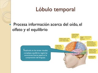 Lóbulo parietalSensaciones de tacto y posición corporalCorteza Somatosensorial Primaria. Registra los mensajes sensoriales de todo el cuerpoRecibe información sensorial de los receptores sensoriales de todo el cuerpo (en la piel, músculos, articulaciones, órganos, papilas gustativas); también participa en habilidades espaciales.