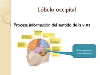 Lóbulo temporalProcesa información acerca del oído, el olfato y el equilibrioImplicado en las tareas visuales complejas; equilibrio; regula las emociones; fuerte papel en la comprensión del lenguaje.