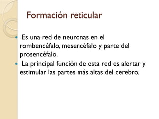 Lóbulo occipitalProcesa información del sentido de la vistaRecibe y procesa la información visual