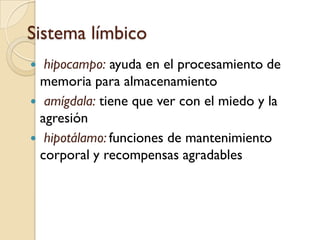 ©Prentice Hall, 1999SistemaLímbico