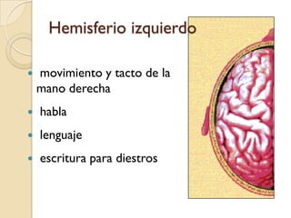 Sistema límbico hipocampo: ayuda en el procesamiento de memoria para almacenamientoamígdala: tiene que ver con el miedo y la agresiónhipotálamo:funciones de mantenimiento corporal y recompensas agradables