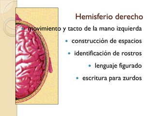  movimiento y tacto de la mano derecha habla lenguaje escritura para diestrosHemisferio izquierdo