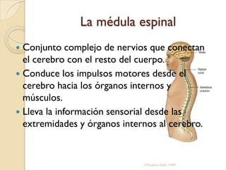 Hemisferio derecho movimiento y tacto de la mano izquierda construcción de espacios identificación de rostros lenguaje figurado escritura para zurdos