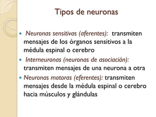 Tipos de neuronasNeuronas sensitivas (aferentes):  transmiten mensajes de los órganos sensitivos a la médula espinal o cerebroInterneuronas (neuronas de asociación):  transmiten mensajes de una neurona a otraNeuronas motoras (eferentes): transmiten mensajes desde la médula espinal o cerebro hacia músculos y glándulas