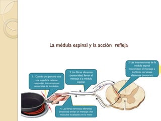 Conduce los impulsosmotoresdesde el cerebrohacia los órganosinternos y músculos. 