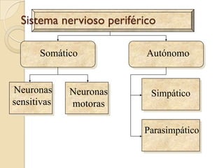 Lleva la información sensorial desdelasextremidades y órganosinternos al cerebro. La médula espinal y los reflejos