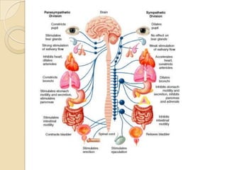 La médula espinal y la acción  refleja3. Las interneuronas de la médula espinal transmiten el mensaje a las fibras nerviosas eferentes (motoras).2. Las fibras aferentes (sensoriales) llevan el mensaje a la médula espinal.1. Cuando una persona toca una superficie caliente responden los receptores sensoriales de los dedos.4. Las fibras nerviosas eferentes (motoras) envían un mensaje a los músculos localizados en la mano