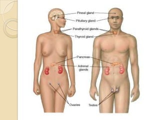 Sistema nervioso simpático dilata las pupilas no tiene efecto sobre las glándulas lagrimales débil estimulación del flujo salival acelera el corazón, contrae las arteriolas dilata los bronquios inhibe la movilidad y las secreciones del estómago